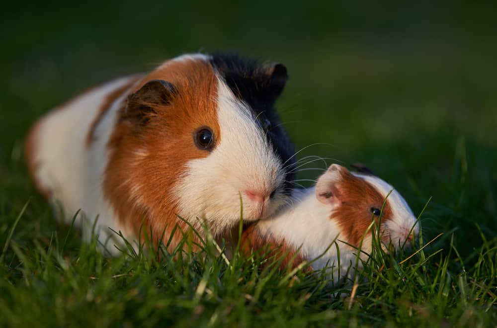 Reasons why hamsters eat their babies