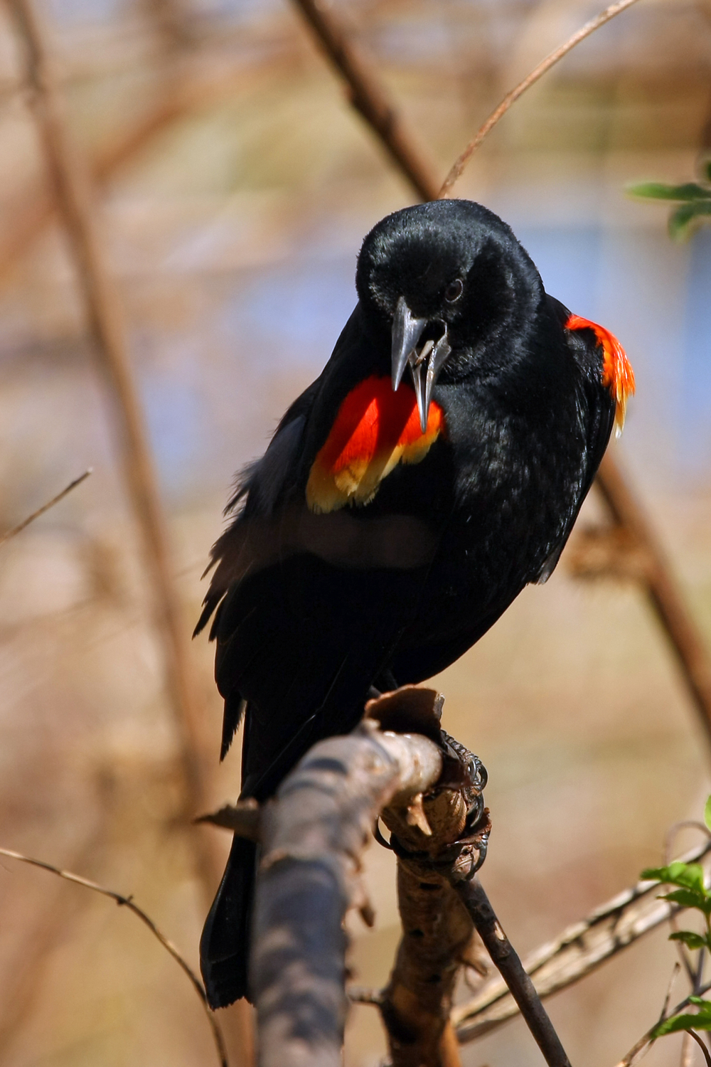 Red-Winged Blackbird habits and biology