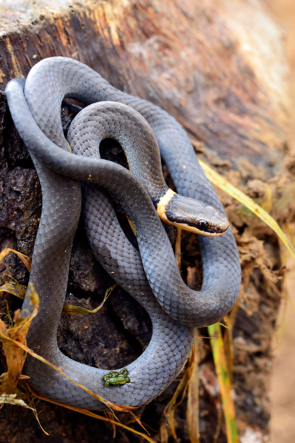 Ringneck Snakes Habits and biology