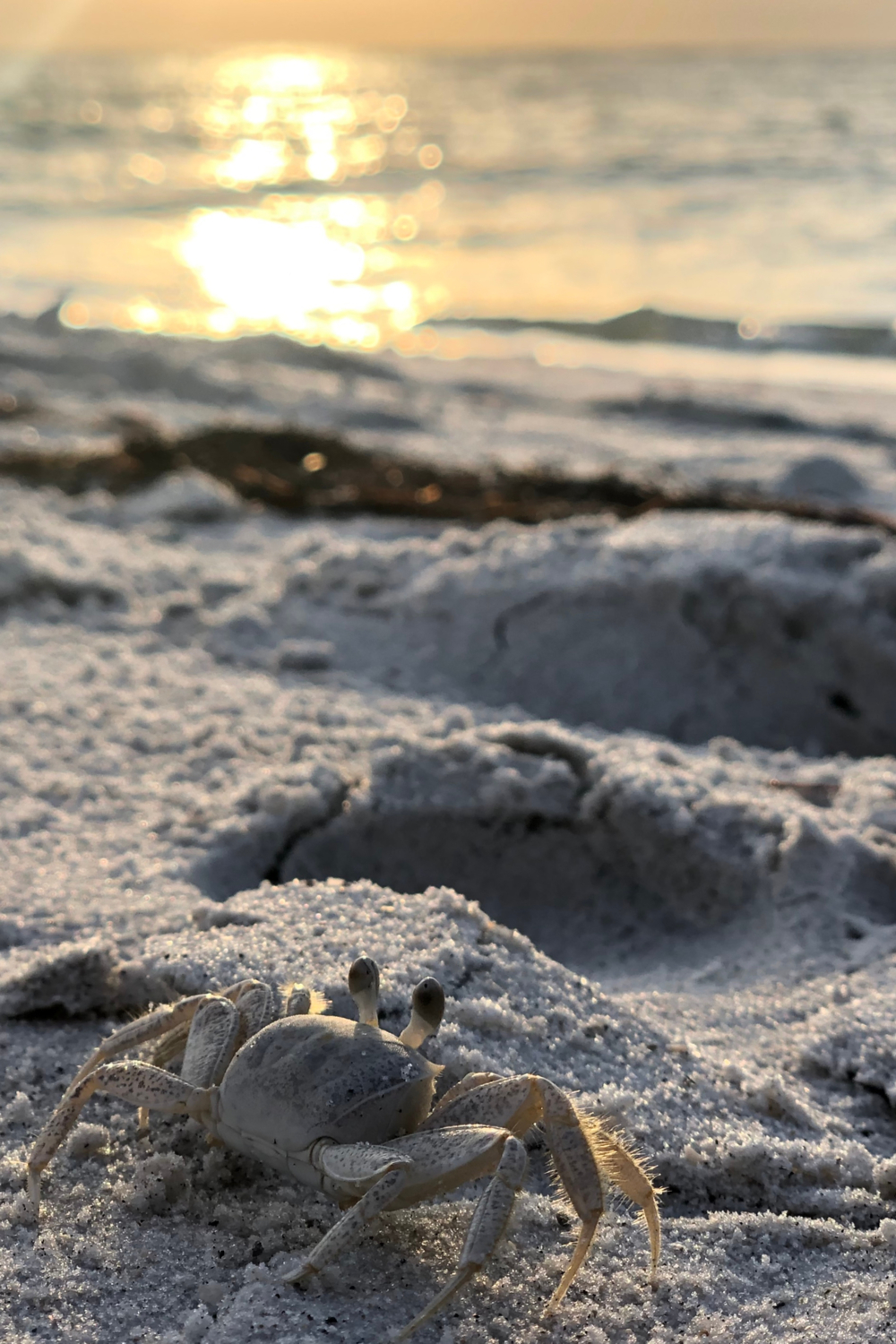 Sand Crabs Habits and biology