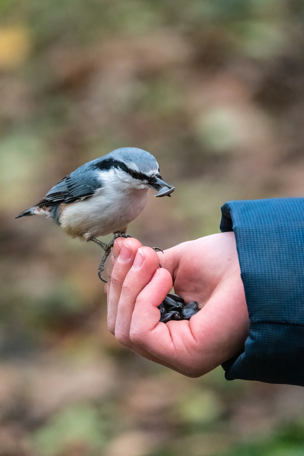 The Foods that Nuthatches Eat