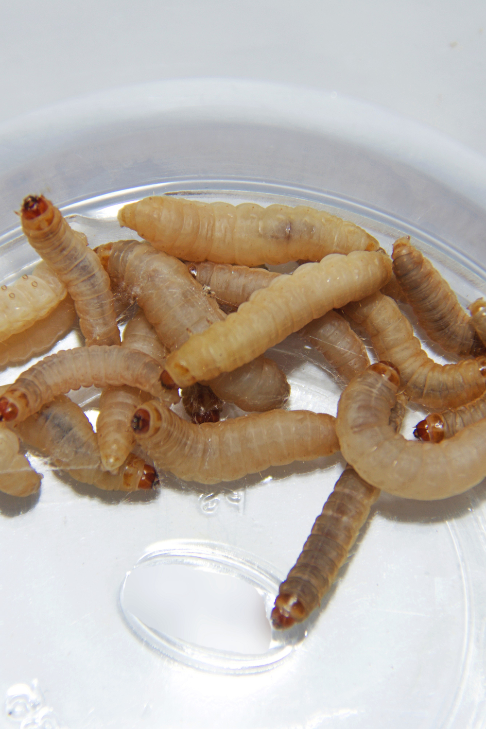 The harm of Wax Worms