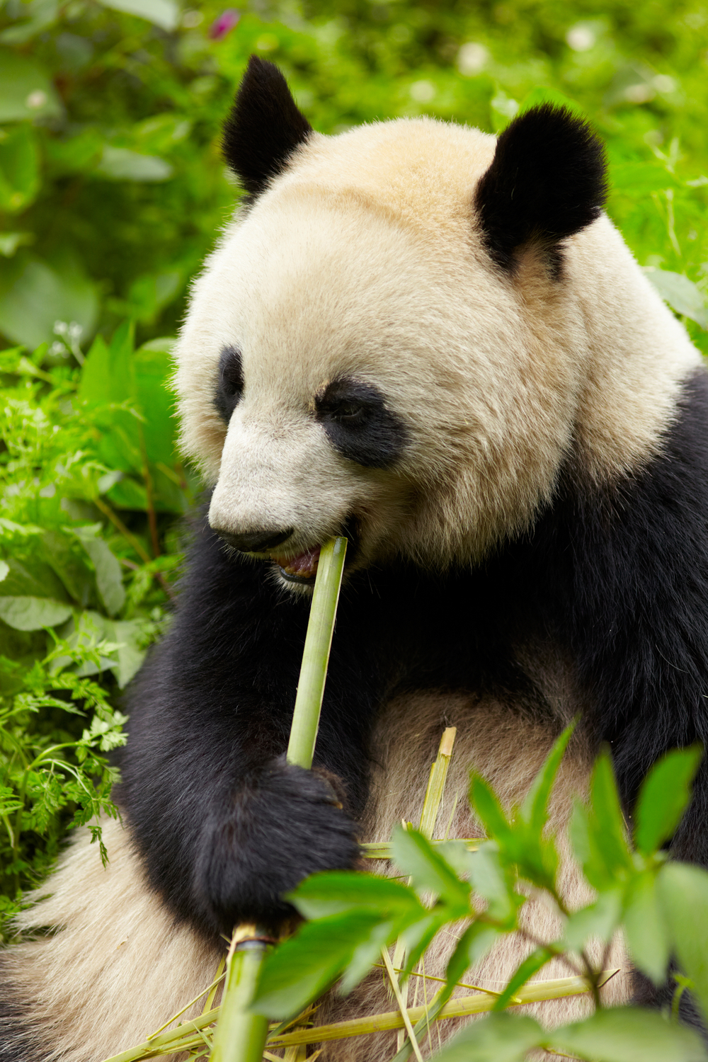 The paradox of a panda’s diet