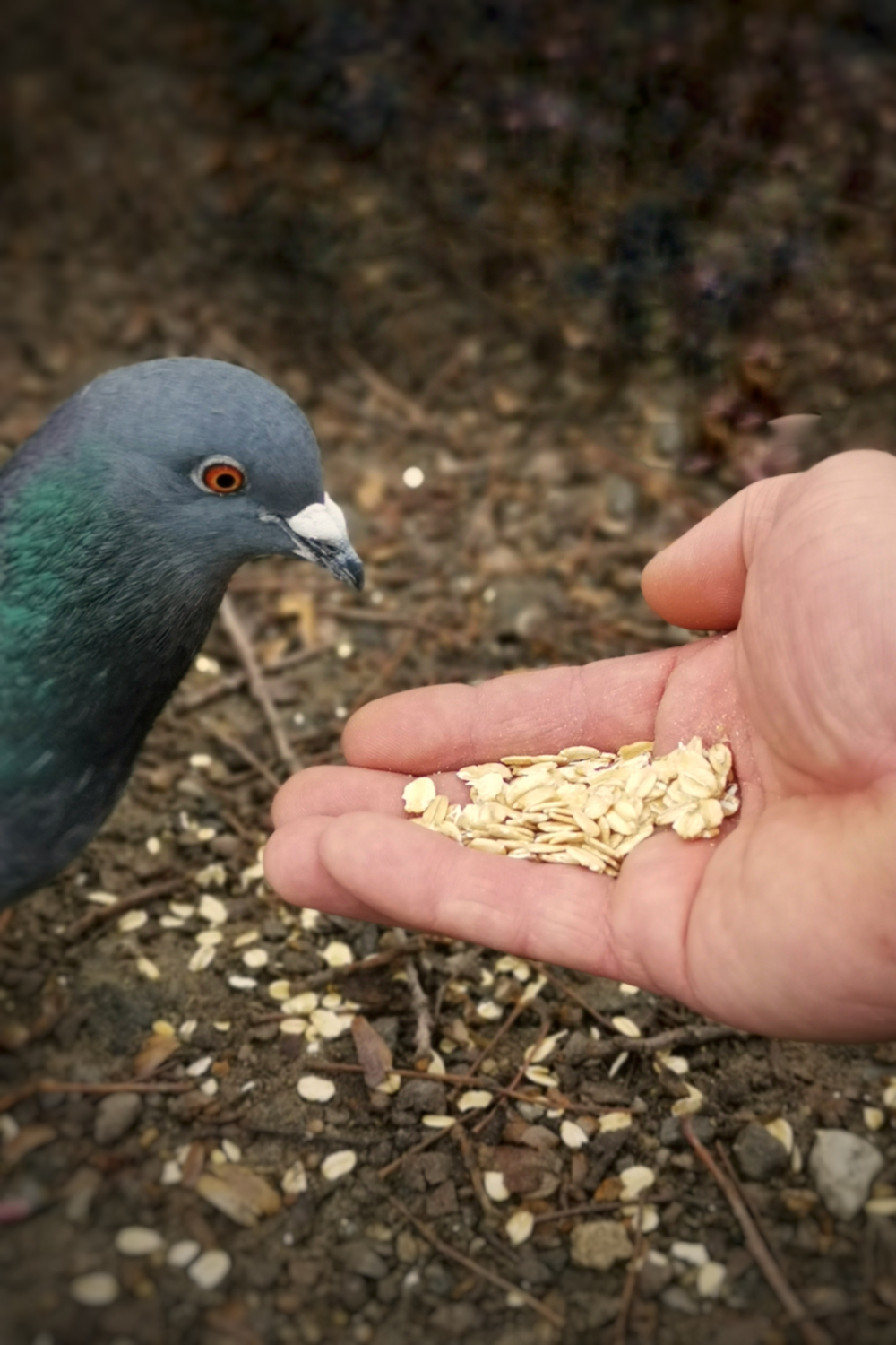 Tips To Feeding Doves