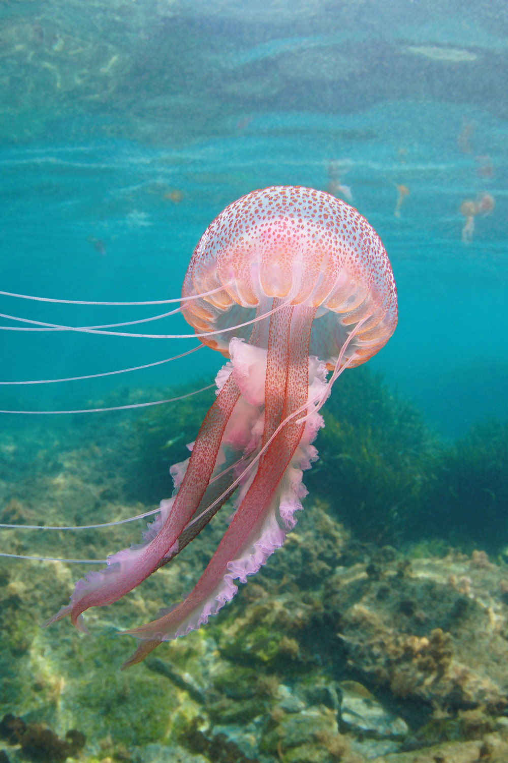 Tips to Feed Jellyfish