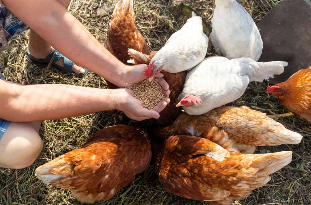 Tips to Feed Roosters