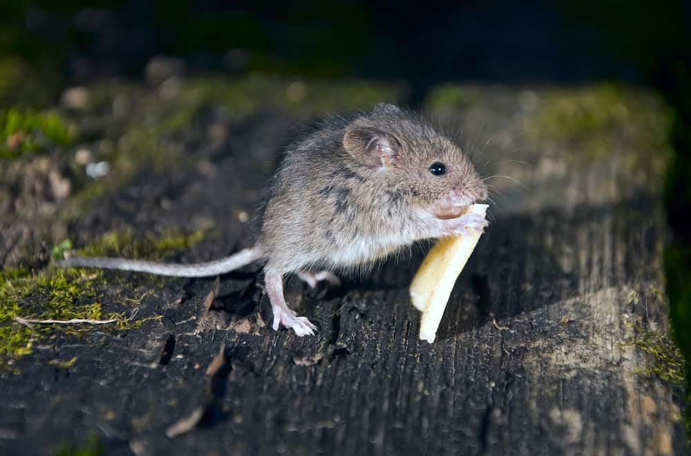 Tips to feed Pet Mice