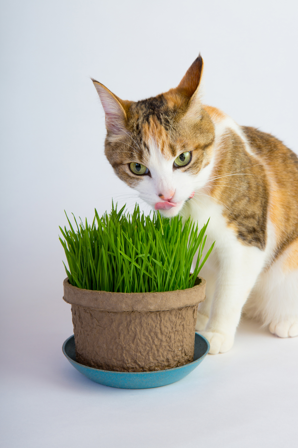 Various possible reasons for eating grass in cats