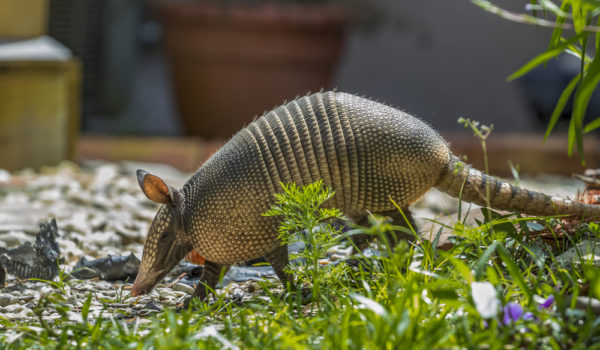 What Do Armadillos Eat? (8 Tips to Get Rid of Them)