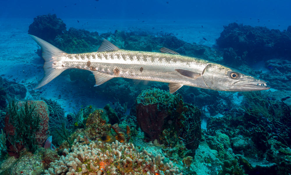 What Do Barracudas Eat In The Wild (Diet & Facts)