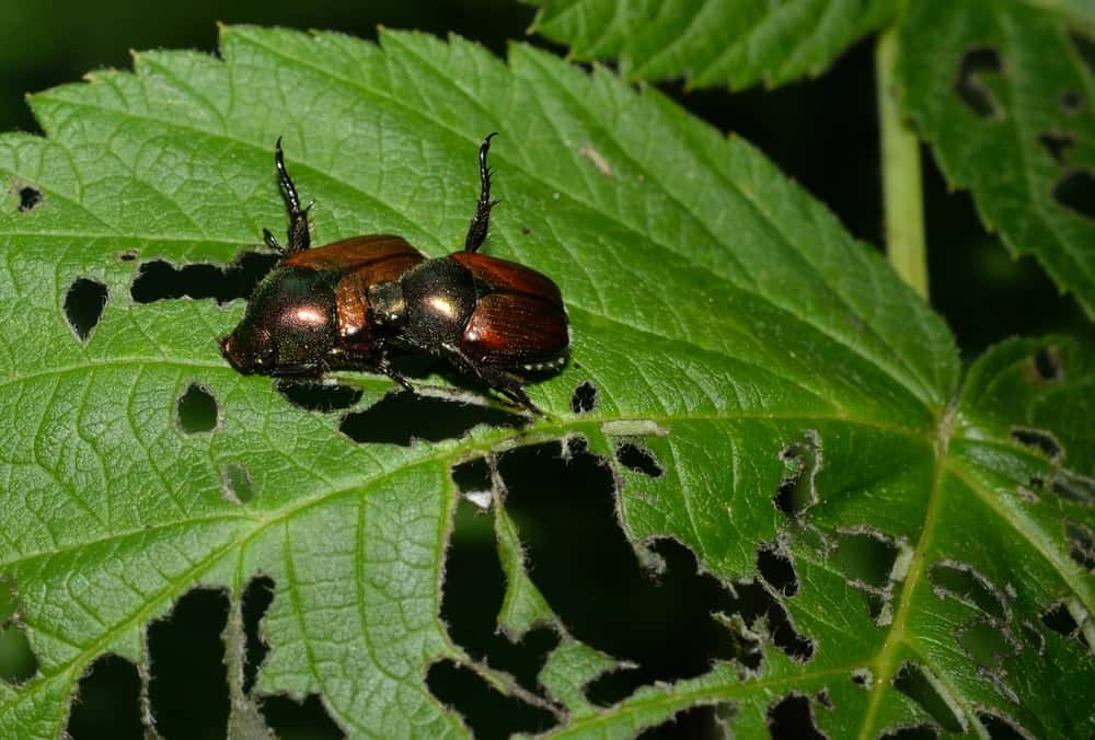 What Do Beetles Eat (10 Tips to Getting Rid of Them)