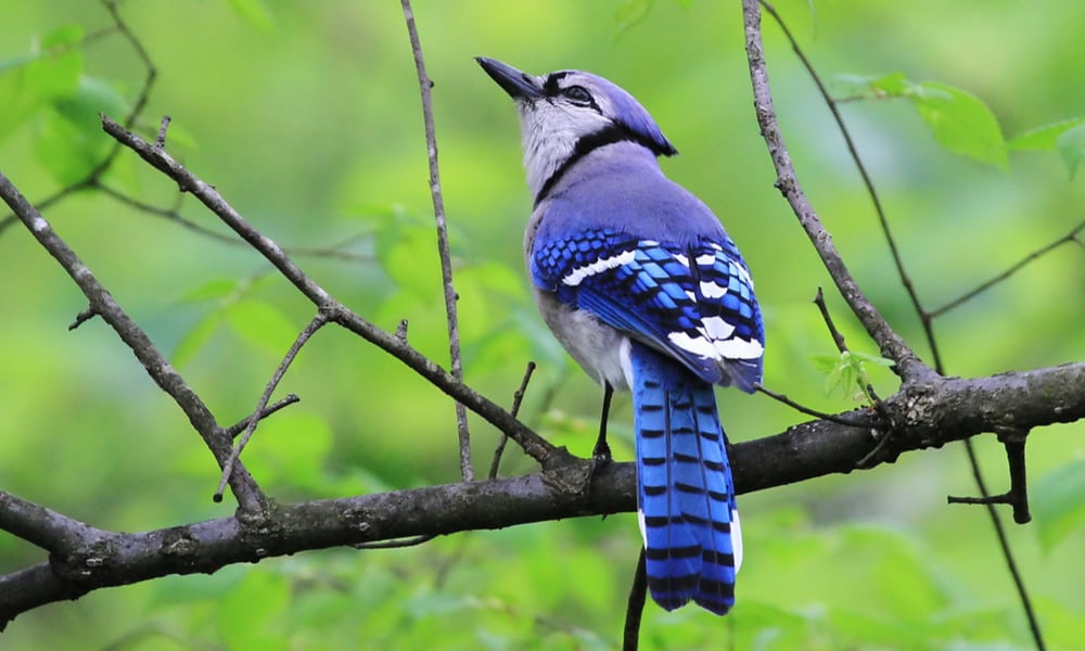 What Do Blue Jays Eat In The Wild (Diet & Facts)