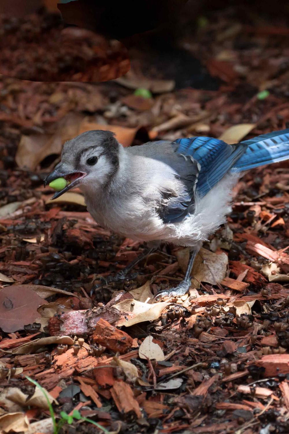 What Do Blue Jays Eat in the Wild