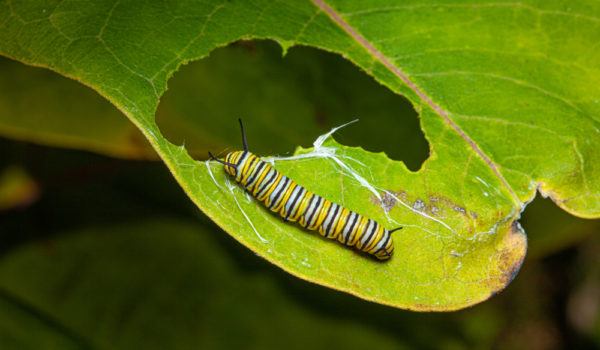 What Do Caterpillars Eat? (13 Ways to Get Rid of Them!)