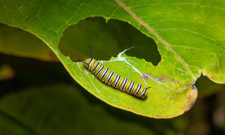 What Do Caterpillars Eat (13 Ways To Get Rid Of Them!)