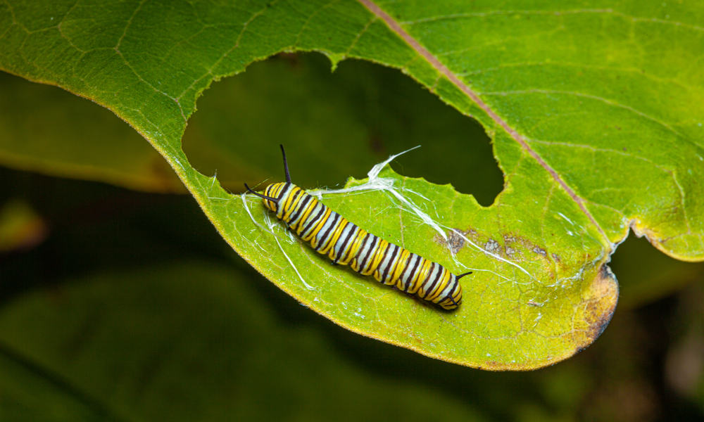 What Do Caterpillars Eat? (13 Ways to Get Rid of Them!)
