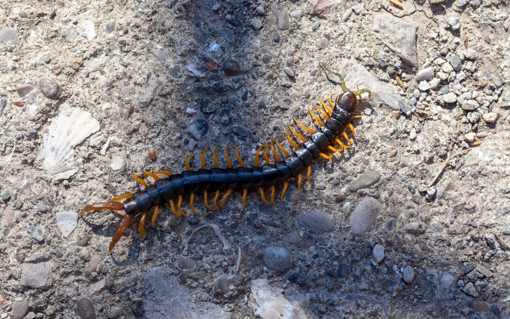 What Do Centipedes Eat (18 Tips To Get Rid Of It)