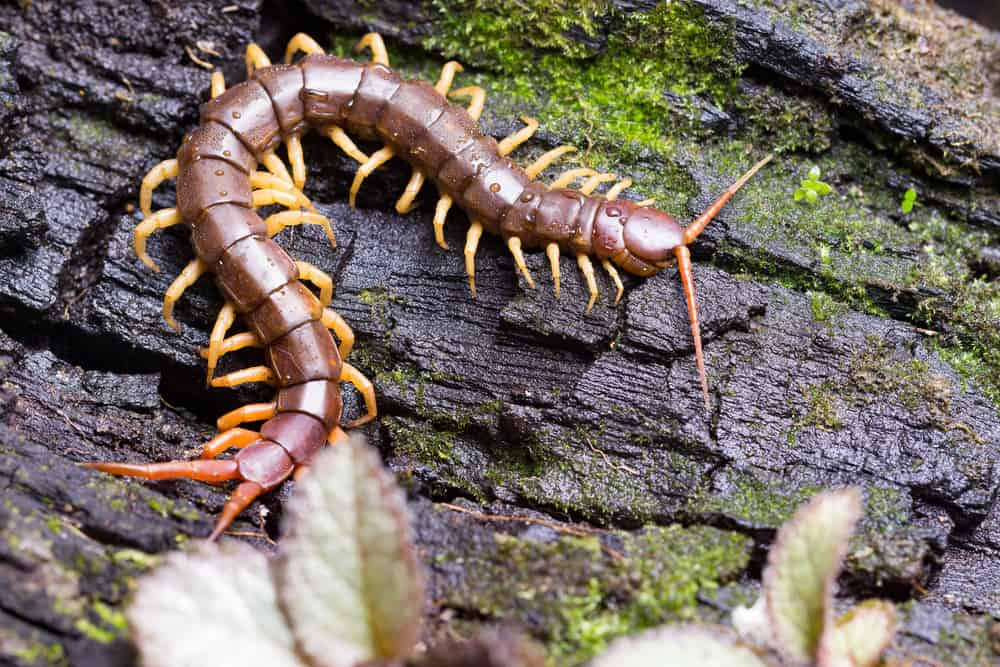 What Do Centipedes Like To Eat