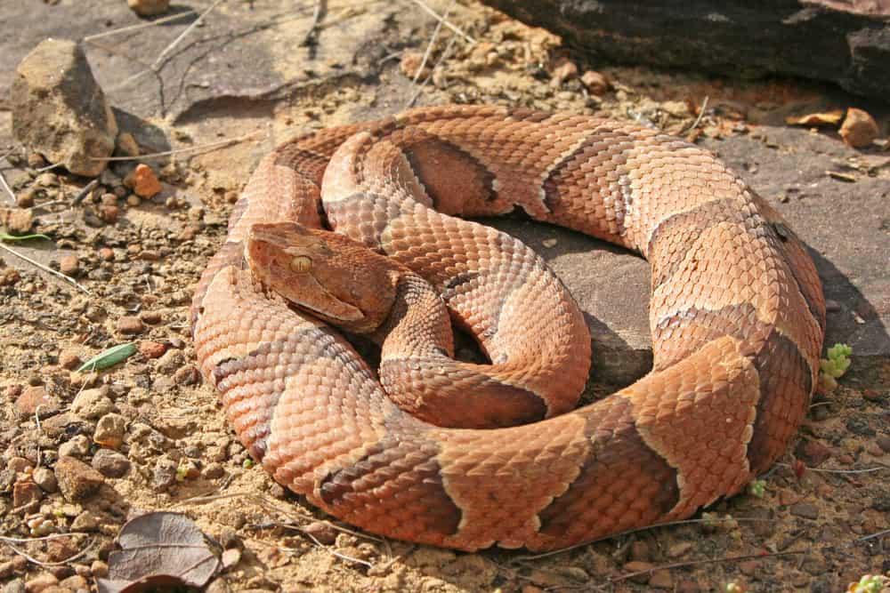 What Do Copperheads Eat in the Wild (+ Pet Feeding Tips)