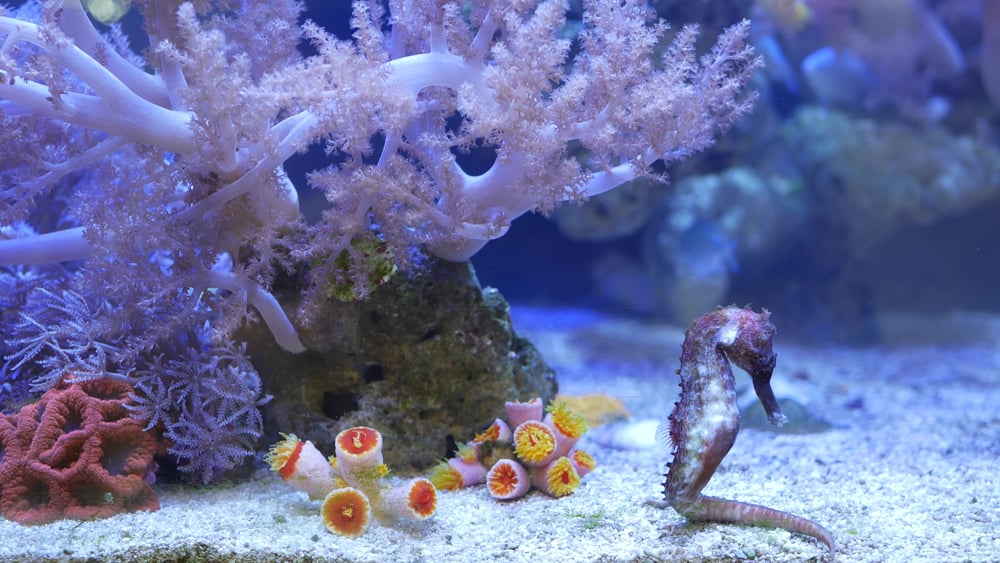 What Do Coral Eat in the Wild (+ Pet Feeding Tips)
