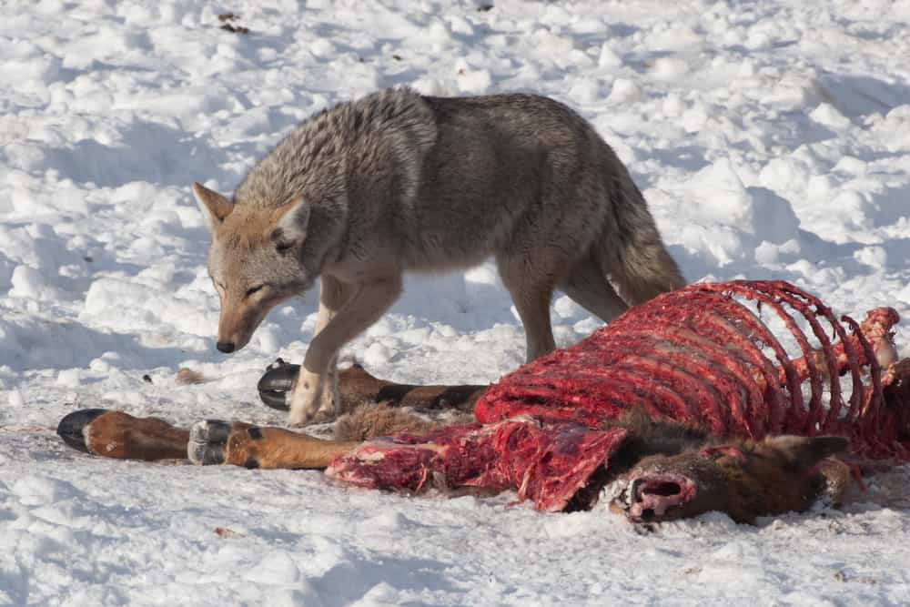 What Do Coyotes Eat In the Wild (Diet & Facts)