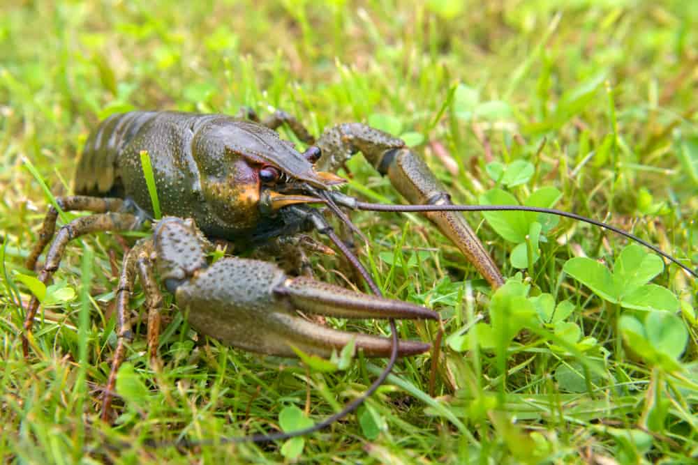 What Do Crayfish Eat (Diet, Care & Feeding Tips)