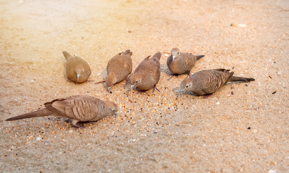 What Do Doves Eat (Diet, Care & Feeding Tips)