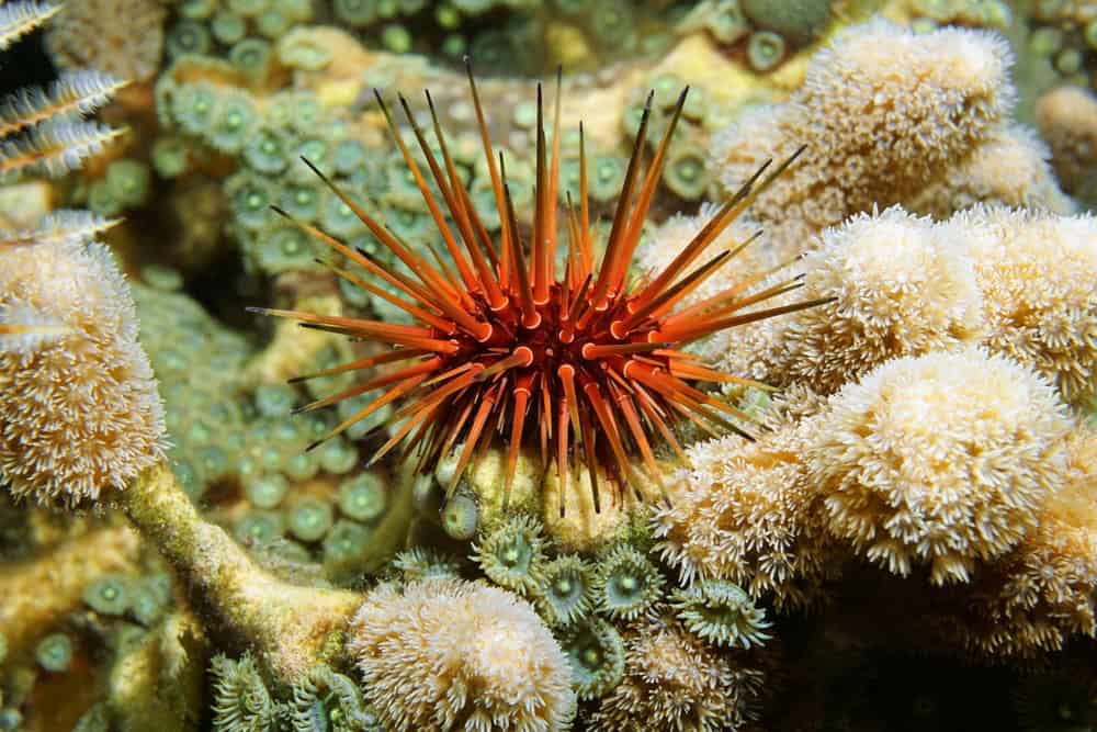What Do Echinoderms Eat In the Wild (Feeding Tips)