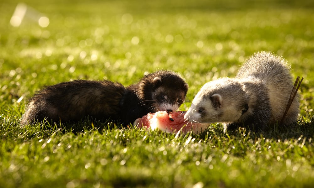 What Do Ferrets Eat (Diet, Care & Feeding Tips)
