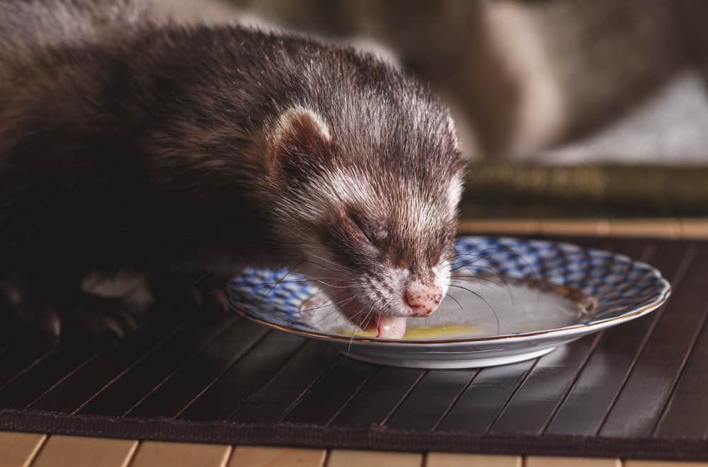 What Do Ferrets Like to Eat Most