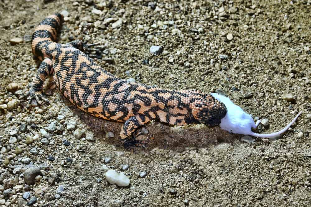 What Do Gila Monster Eat In the Wild (Diet & Facts)