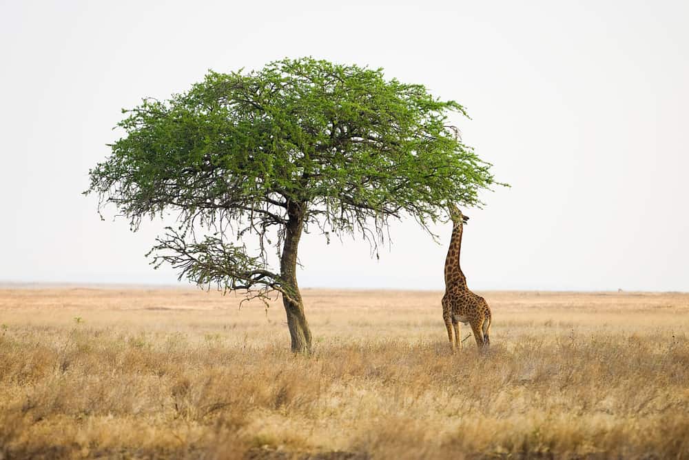 What Do Giraffes Like to Eat In the Wild