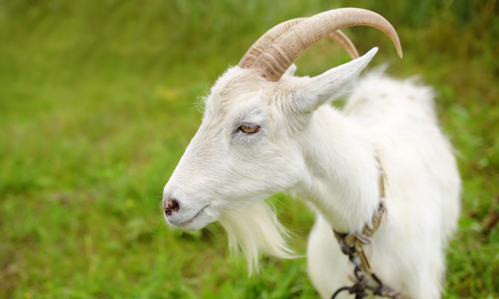 What Do Goats Eat (Diet, Care & Feeding Tips)