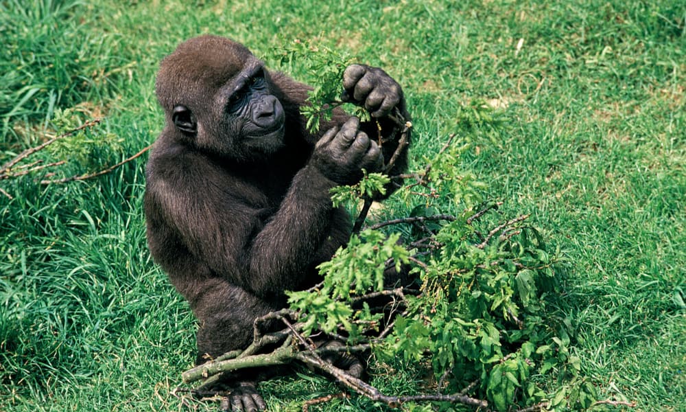 What Do Gorillas Eat In The Wild (Diet & Facts)