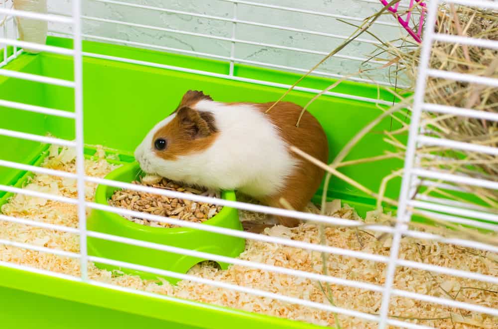 What Do Guinea Pigs Eat as Pets