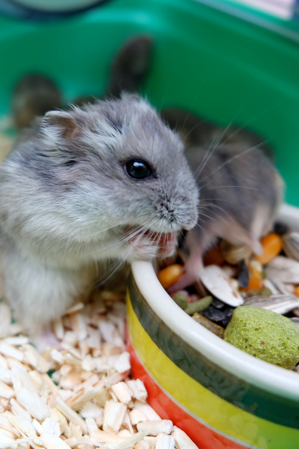 What Do Hamsters Eat as Pets