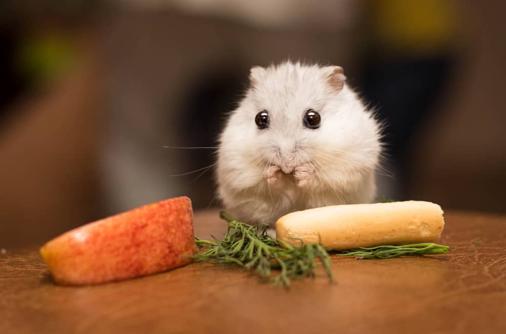 What Do Hamsters Eat in the Wild