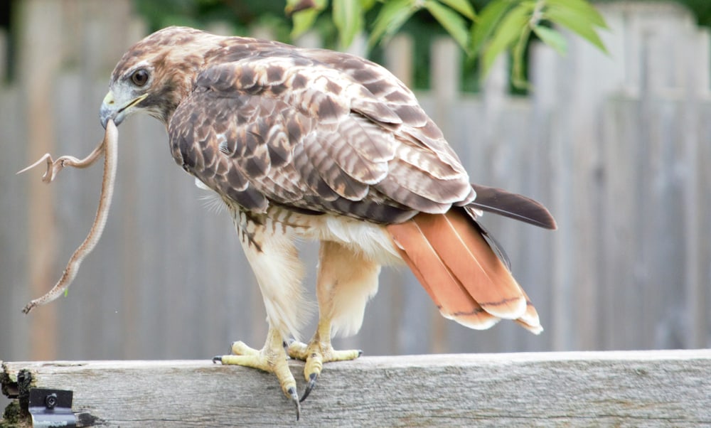 7 Things Hawks Like to Eat Most (Diet, Care & Feeding Tips)