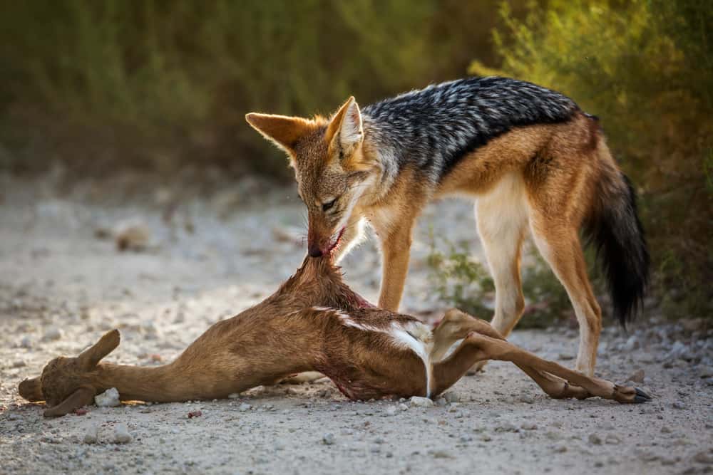 What Do Jackals Eat in the Wild