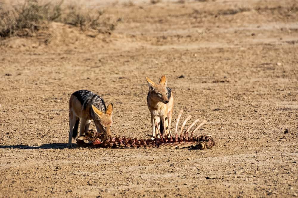 What Do Jackals Like to Eat in the Wild