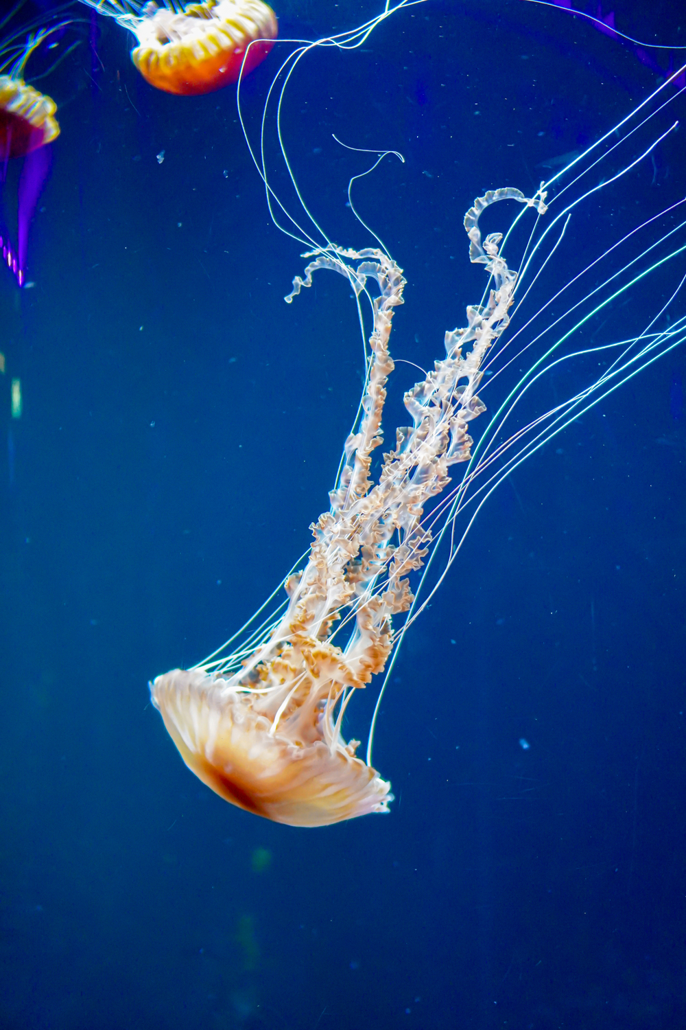 What Do Jellyfish Eat As Pets
