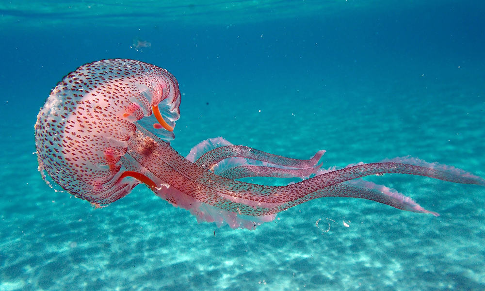 What Do Jellyfish Eat (Diet, Care & Feeding Tips)