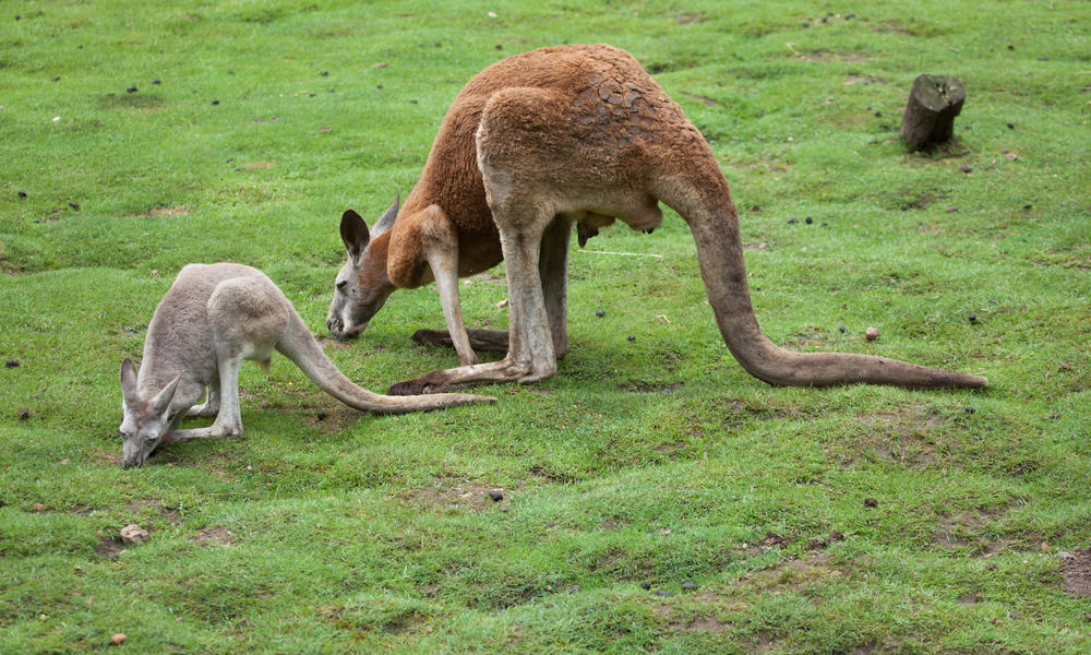 What Do Kangaroos Eat in the Wild