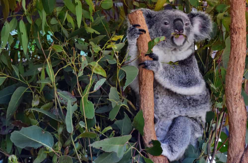 What Do Koalas Eat In the Wild (Diet & Facts)