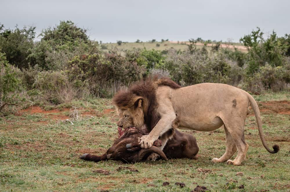 What Do Lions Eat in the Wild