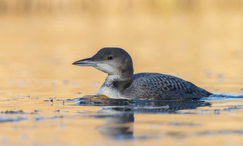 What Do Loons Eat In The Wild (Diet & Facts)