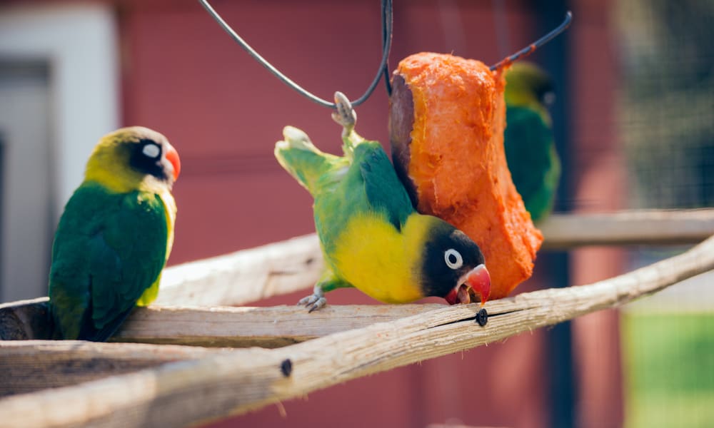 What Do Lovebirds Eat (Diet, Care & Feeding Tips)