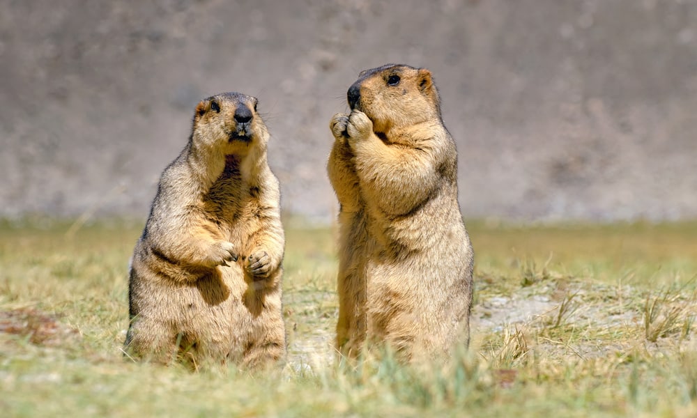 What Do Marmots Eat In The Wild (Diet & Facts)