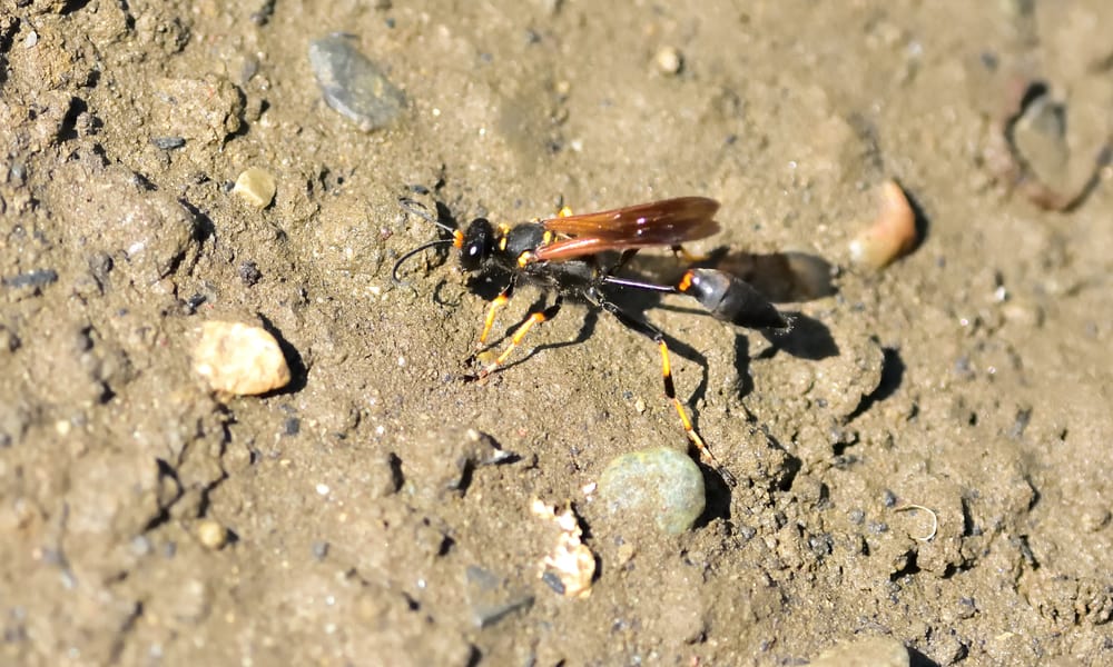 What Do Mud Daubers Eat In the Wild (Diet & Facts)