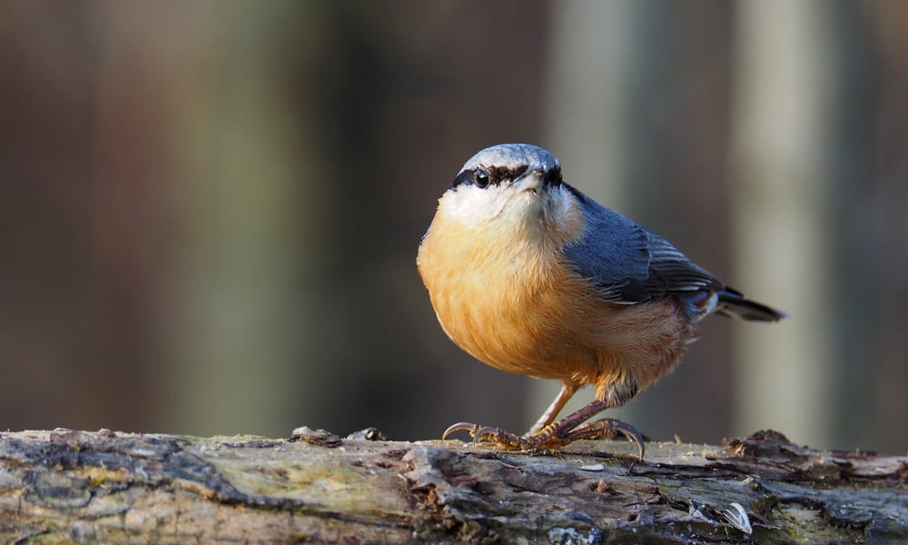What Do Nuthatches Eat In The Wild (Diet & Facts)